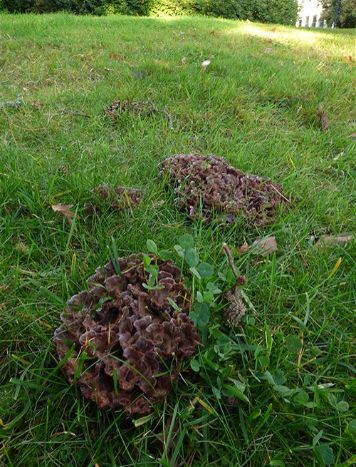 Mature fruiting bodies beneath English oak at the University of Exeter. 